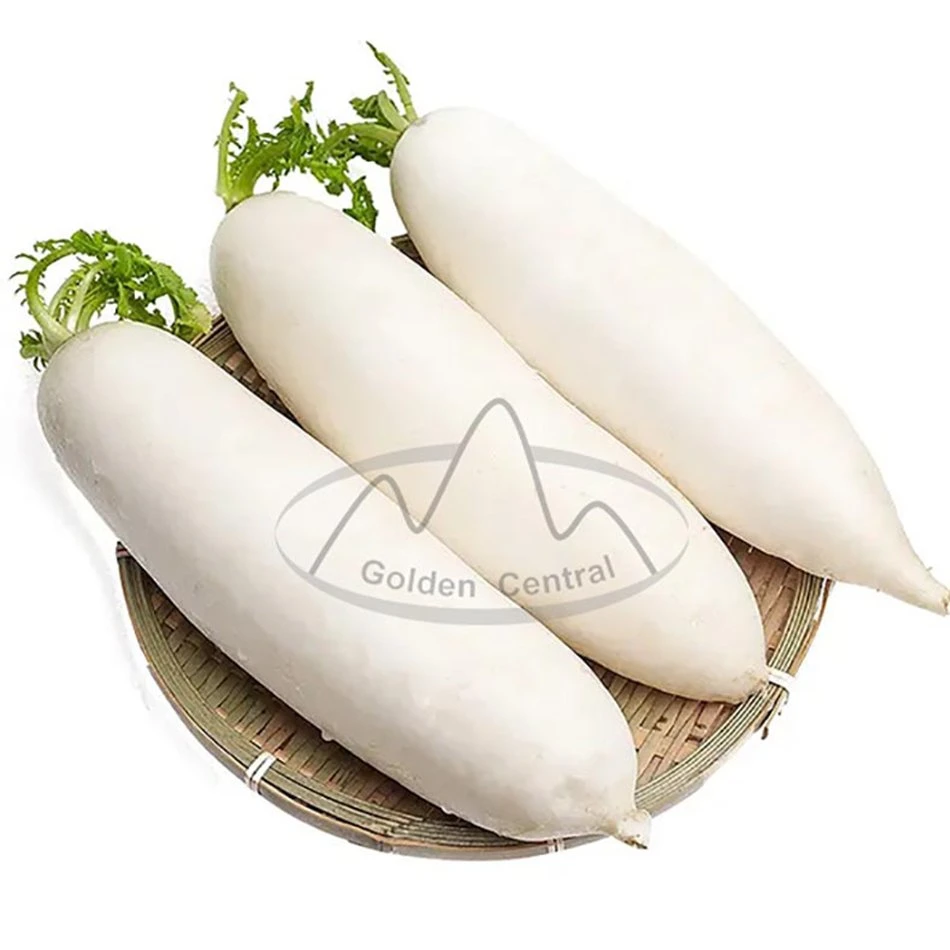 Original New Season Fresh White Radish Export to World From Shandong