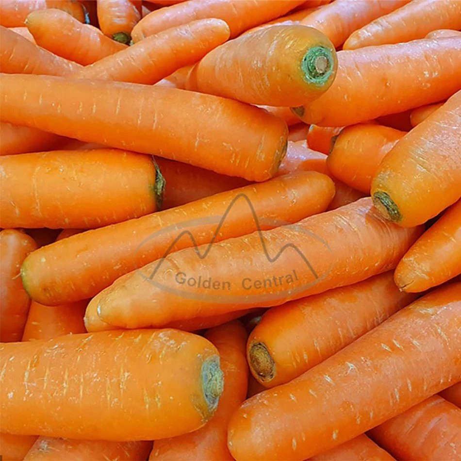 Свежие оптовые китайские пятна моркови
