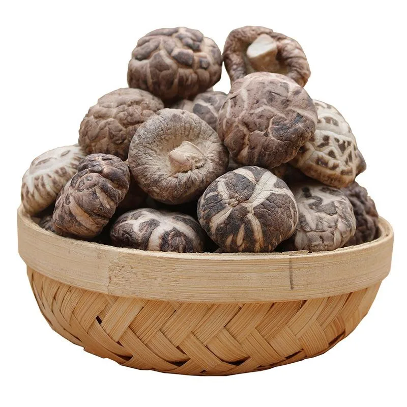 Agricultura Agropecuaria seca cultivada Shiitake setas Precio