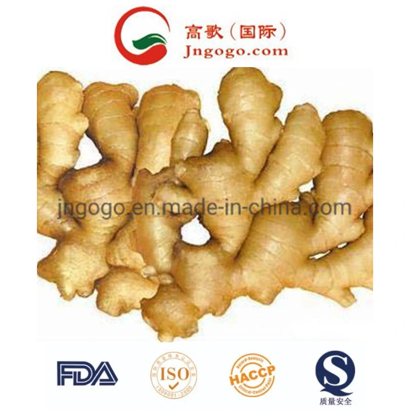 First Quality Air Dry Ginger (250g and up)