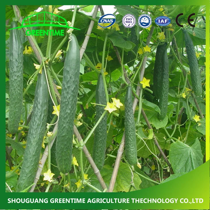 Organic Cucumber Seeds Fruit Vegetable for Greenhouse Planting From China Supplier