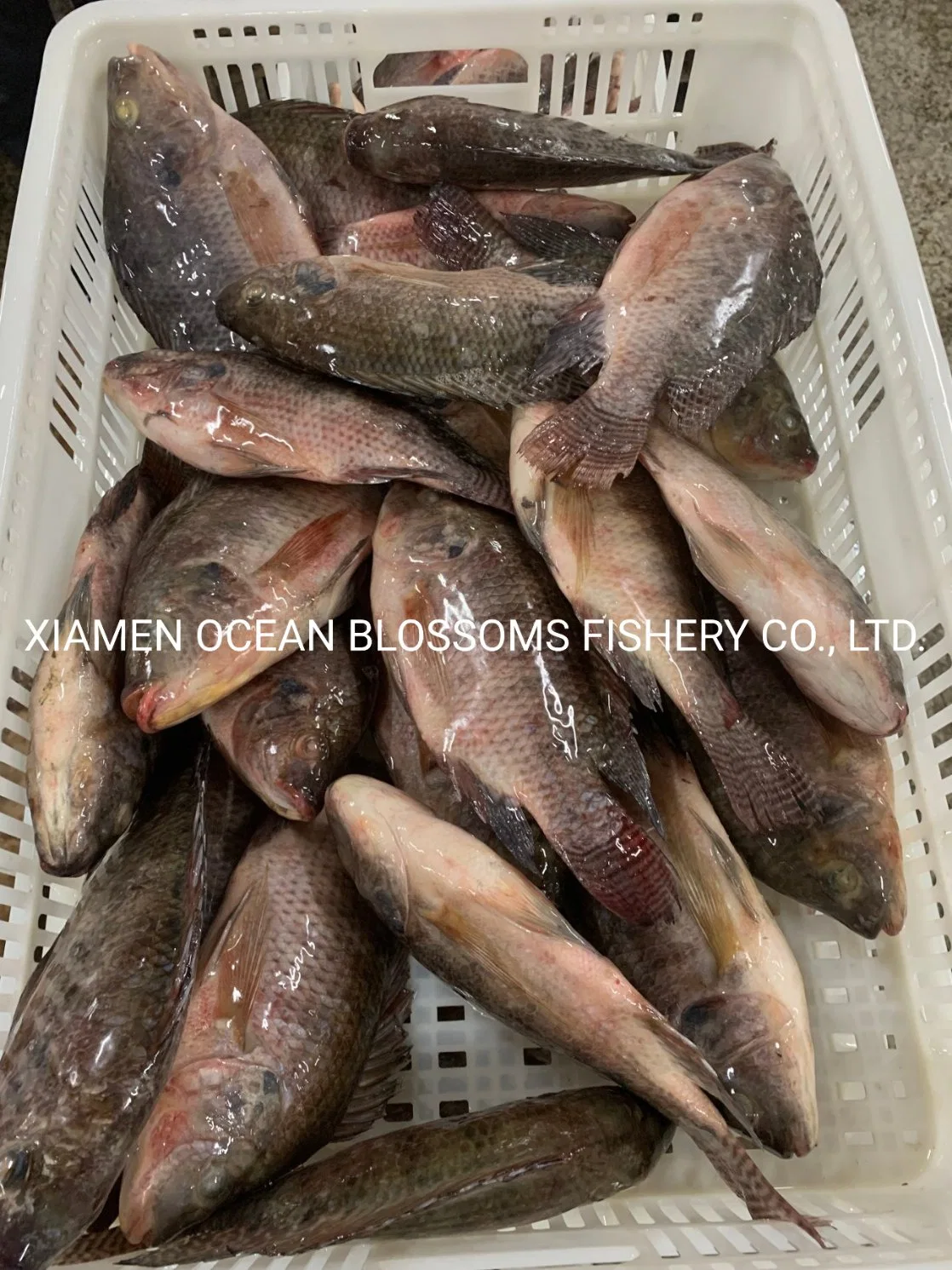 Buy China Live Tilapia 500-800g From Fish Factory Ocean Blossoms