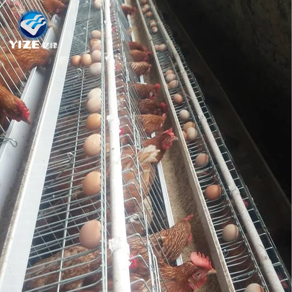 10000 Las aves de granja de aves de corral de la batería tipo H automática de Pollo Gallina Ponedora de huevo jaulas de capa para la venta