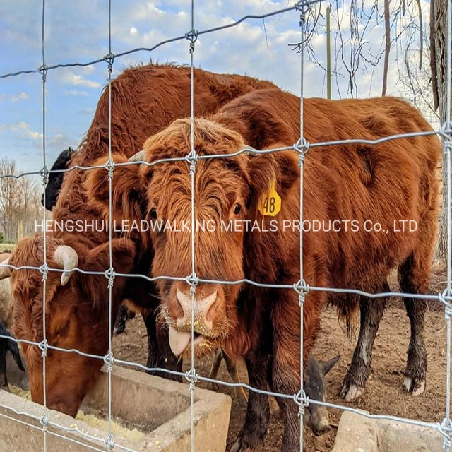 Robuste Ausführung Verzinkter Gitterzaun für Tierfarm mit Y/T Post Ht Verzinkt Veldspan Feldzaun Kraal Network