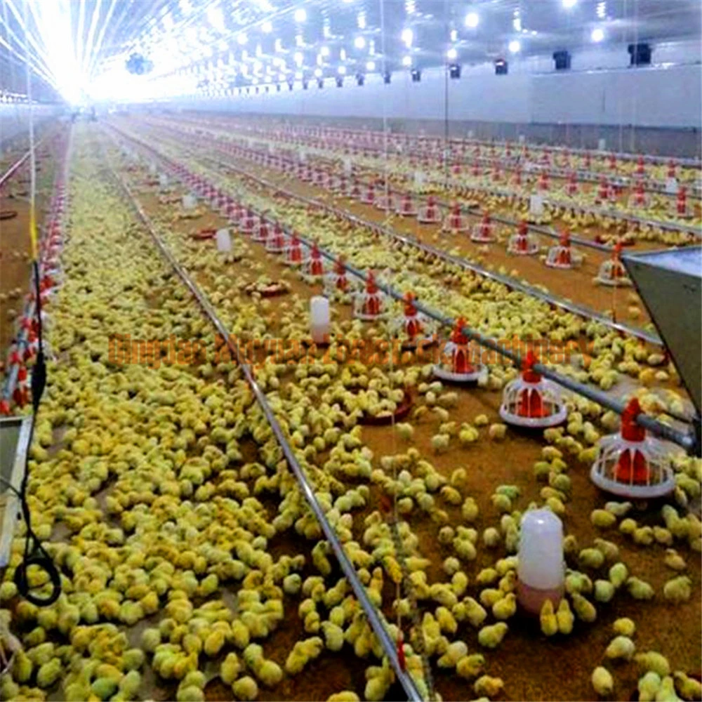 Système de collecte de plancher de la volaille l'équipement agricole de l'alimentation ligne potable