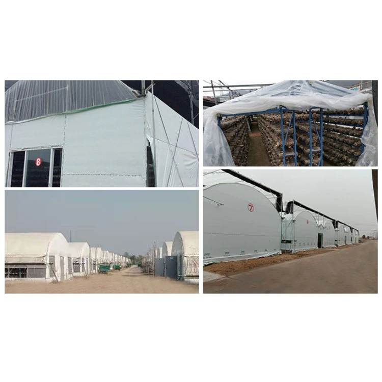 High quality/High cost performance  Plastic Film Mushroom Planting Greenhouse