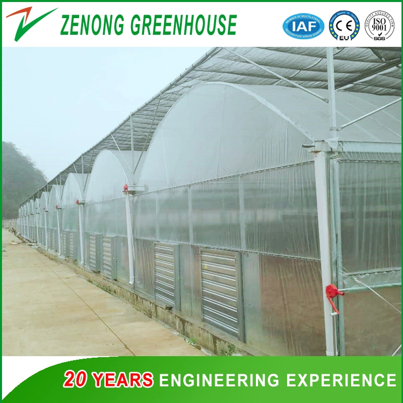 Multi-Span Intelligent Poly Tunnel Greenhouse Covered with Po Film for Cultivation/Exhibition/Experiment/Eco Park