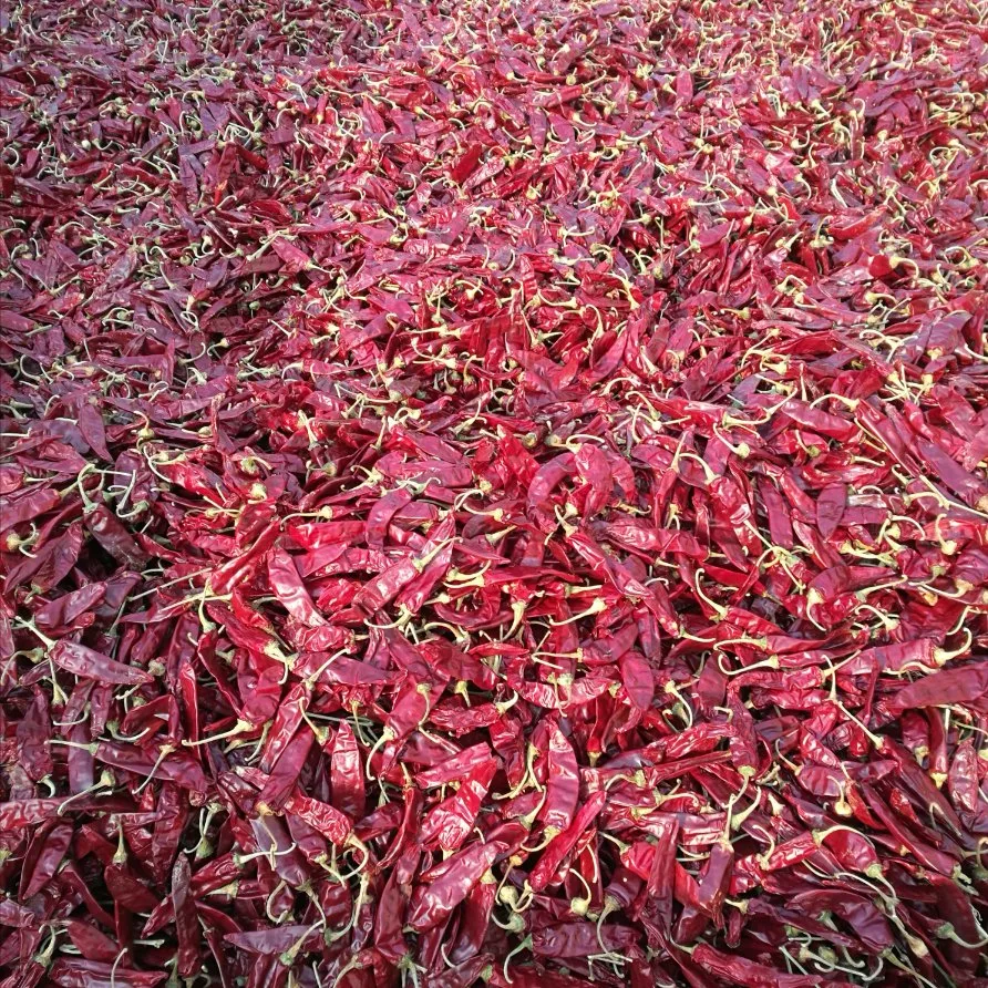 Bon d'alimentation de l'usine Quanlity Yidu piments séchés