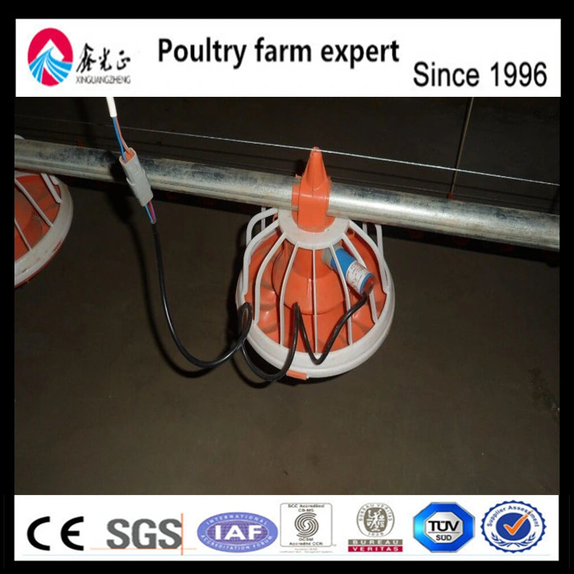 Poultry Feed Growing Broiler Chicks Rate (2018 Best Selling, Discount And Big Sale)