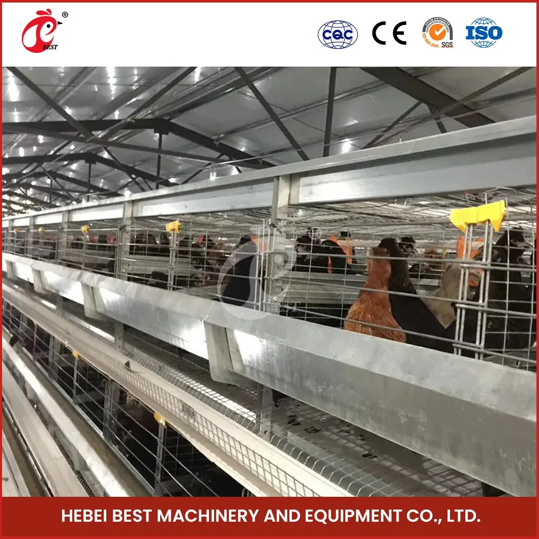 Bestchickencage H Type Breeder Cage Layer Cage China Chicken Layer Cage Manure Cleaning Supplier Custom Easy Assemble Feature Cage Free Chicken Egg Farm