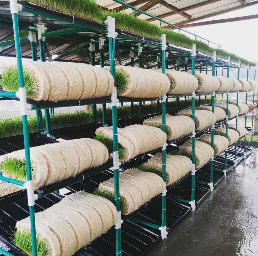 Hydroponic Nursery Grow Trays Fodder System