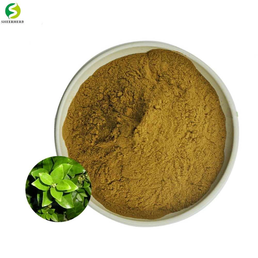 100% Nature Gymnema Sylvestre Extract