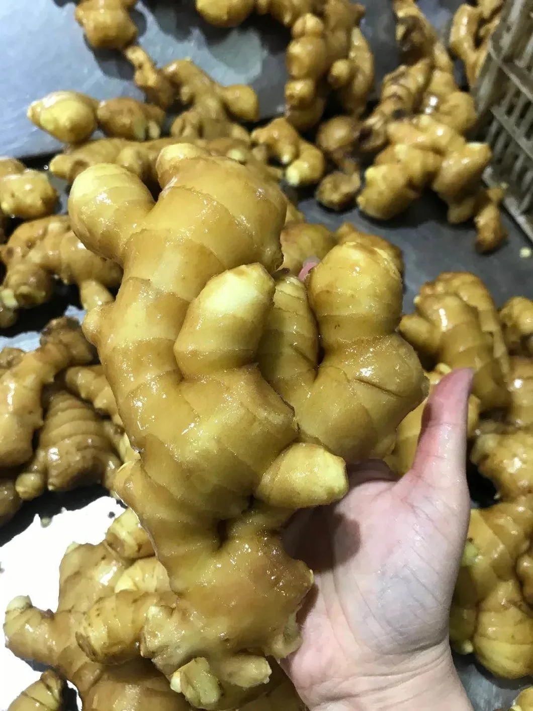 Chinese Fresh and Air Dried Organic Ginger