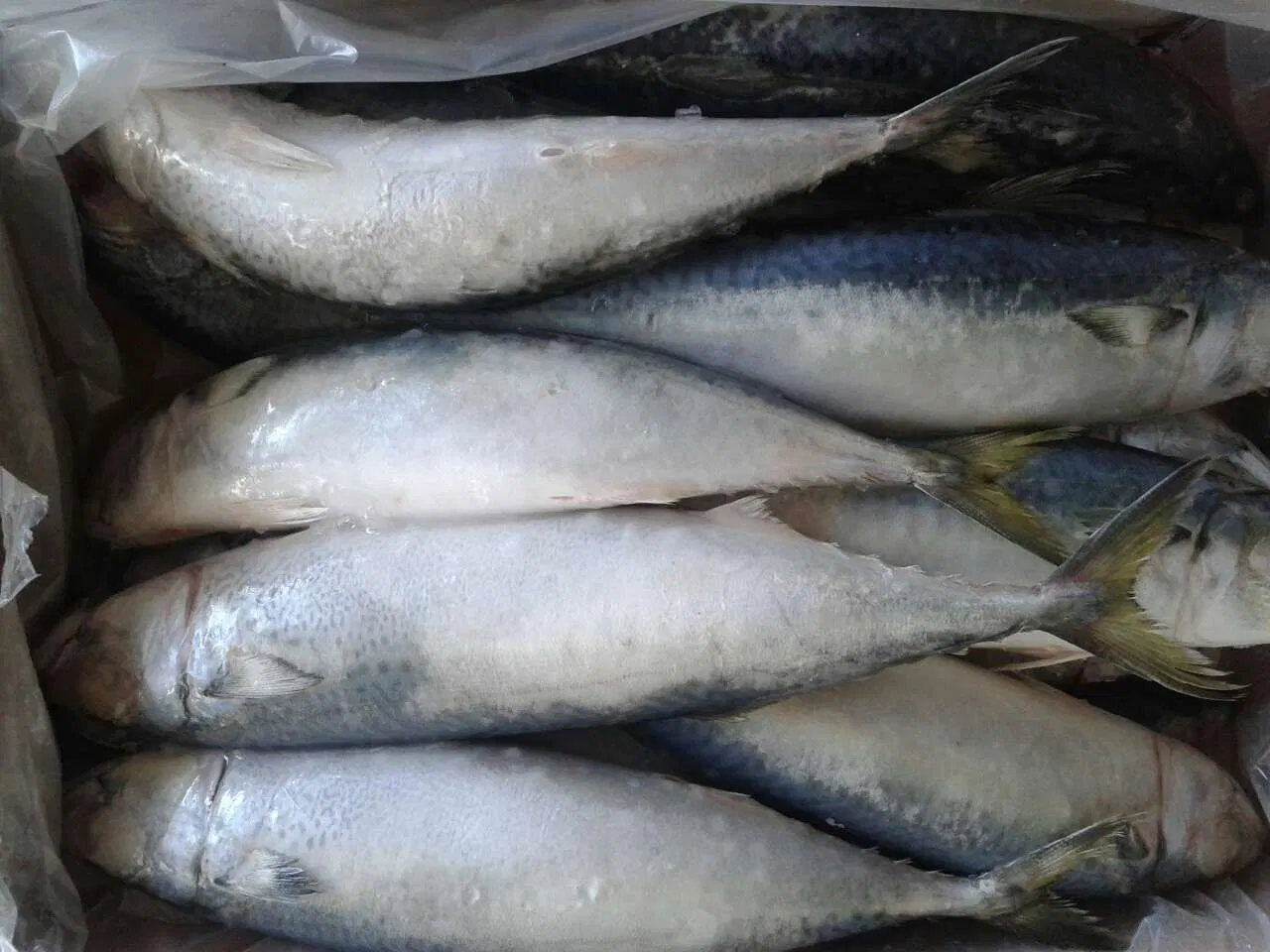 Frozen Pacific Mackerel /Chub Mackerel /White Mackerel