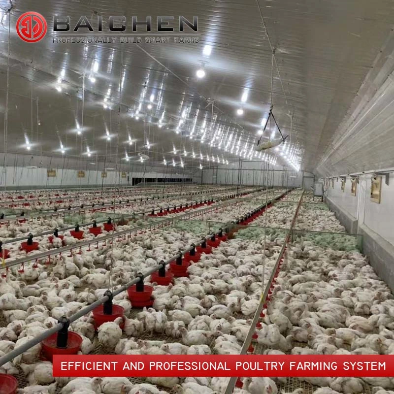 Poultry Farm Floor Raising Breeder Pan Feeding System