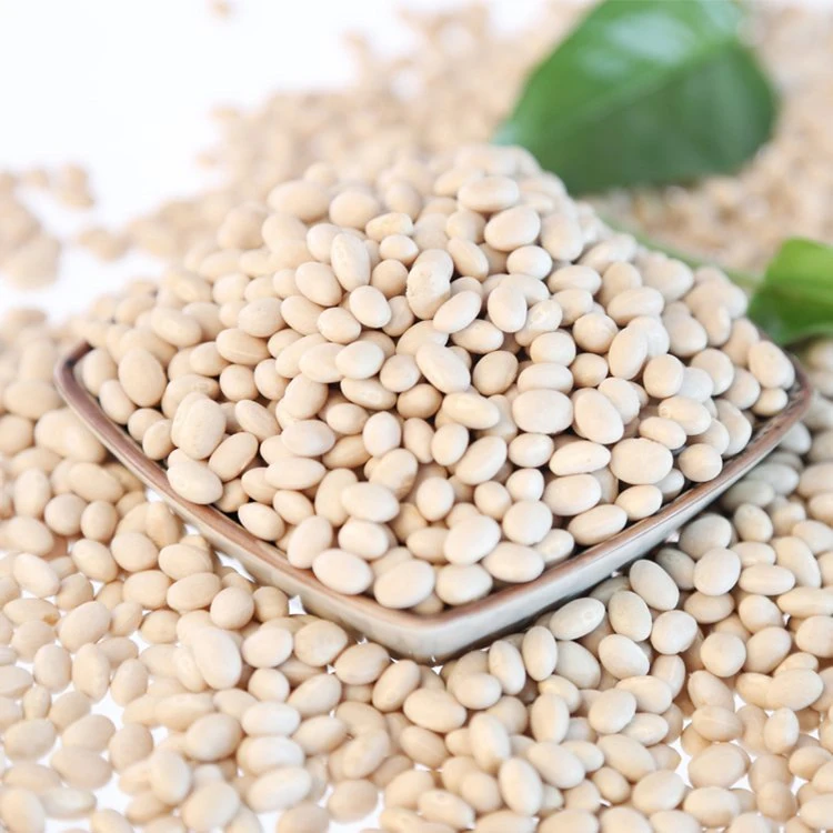 Healthy High quality/High cost performance  Red and White Kidney Beans Price for Sell