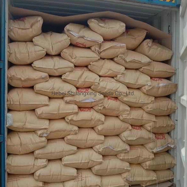 361/363/601 Sunflower Seeds Wholesale/Supplier Price