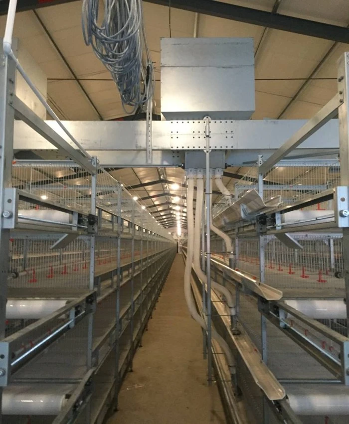 Poultry Farm Chicken House Automatic Feeding Cage Equipment for Broiler
