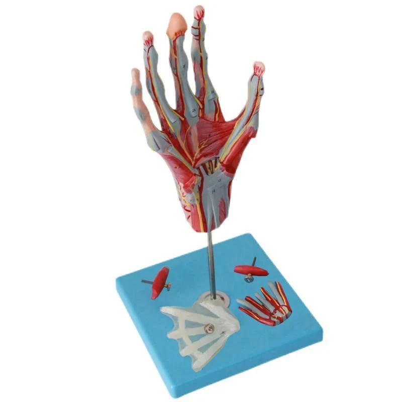 En PVC de haute qualité Modèle anatomique Humam Modèle d'extension de la main la dissection