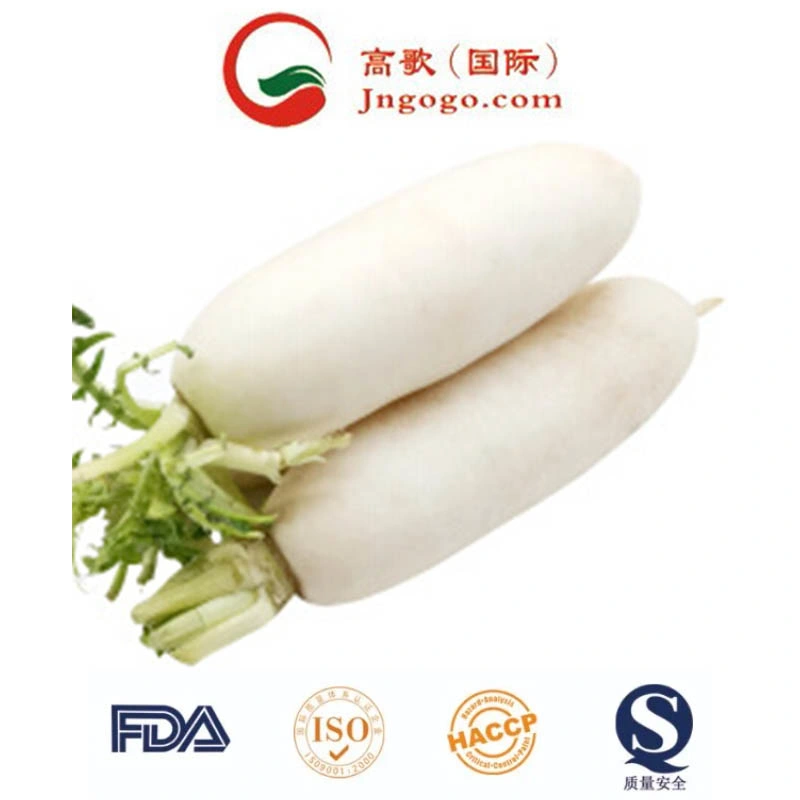 Top Quality Fresh White Radish Fresh Health Radish Vegetables (500g)