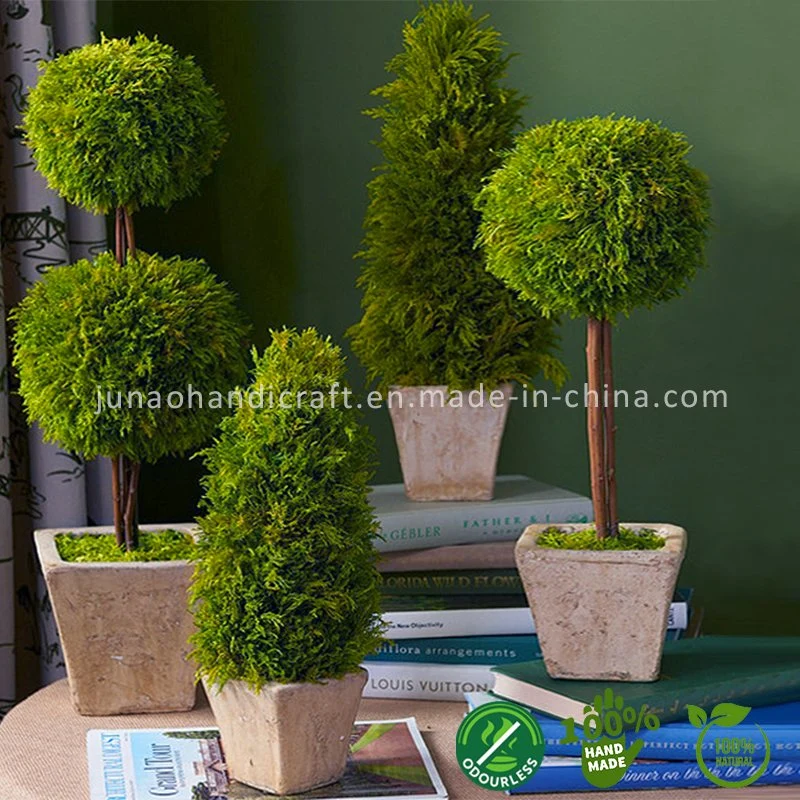 100% Natural Preserved Cypress Topiary Miniscape Interior Decor