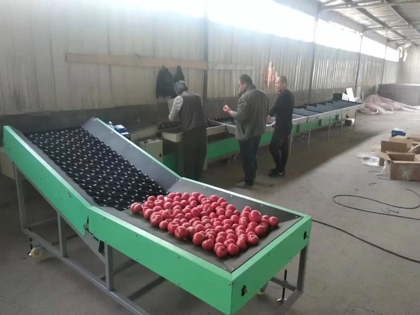 CE Approved Onion Apple Orange Washing Waxing and Sorting Machine