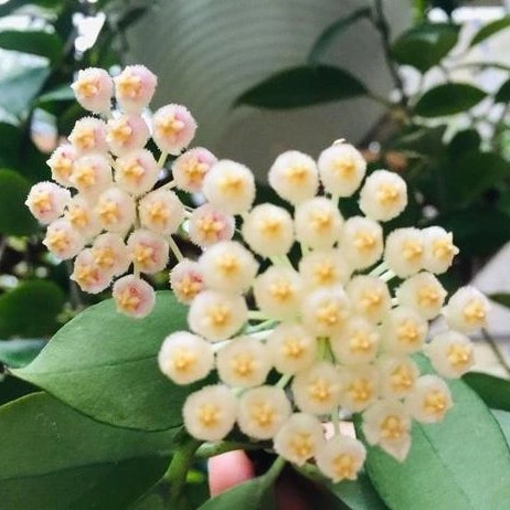 Hoya 'sunrise' Plantes réel