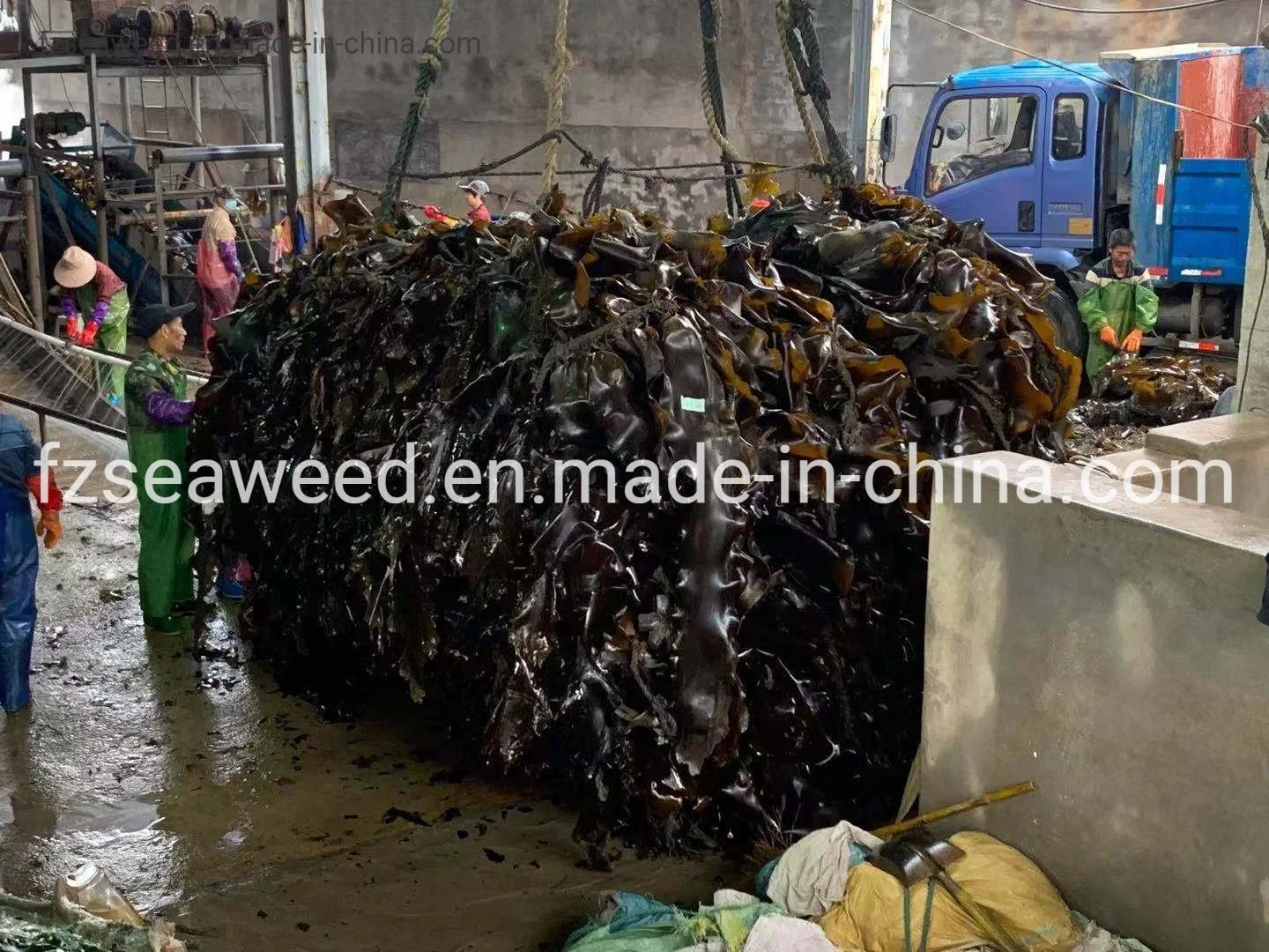 Paquete de 10kg de arena No Las kombu desecado natural/Laminaria/algas kelp