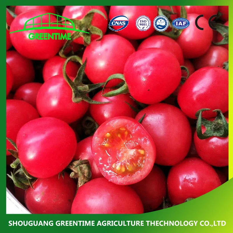 High quality/High cost performance  Cherry Tomatoes Seed Growing in Garden Greenhouse