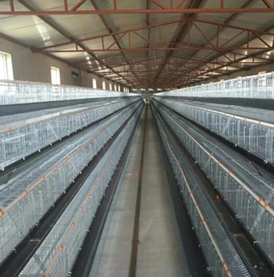 Poutry Farm Equipment/Chicken House Cages/Automatic Clearing Chicken Cage Used in Chicken House