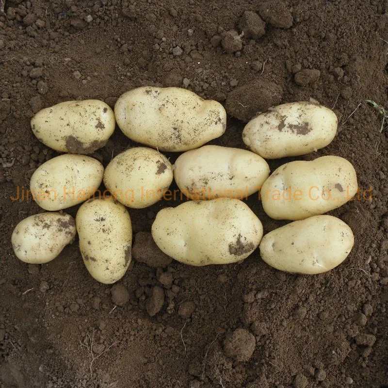 Fresh Potato Price/Potato Market Price/Holland Potato