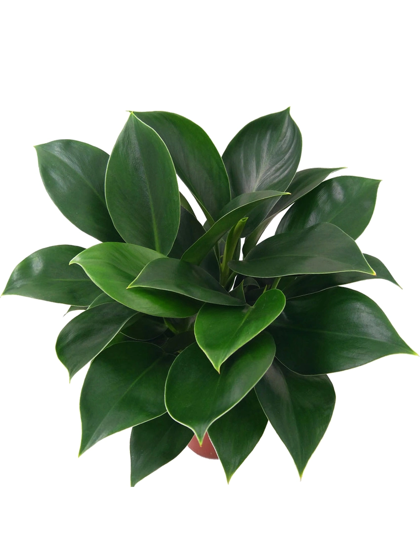 Philodendron Princesa verde plantas vivas Natural de plántulas