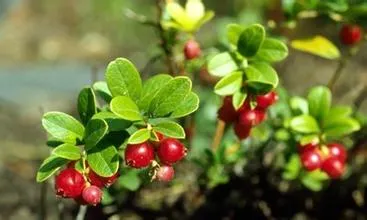 Hot Sale Bearberry Extract / Alpha Arbutin Plant Extract