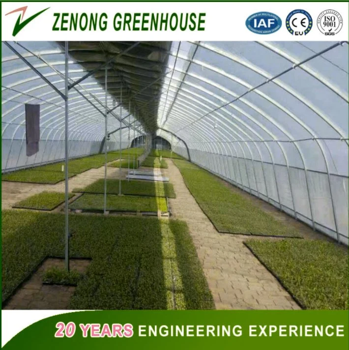 Low Cost Hot Sale Agricultural/Commercial Film Greenhouse for Flowers/Vegetables/Fruits Planting.