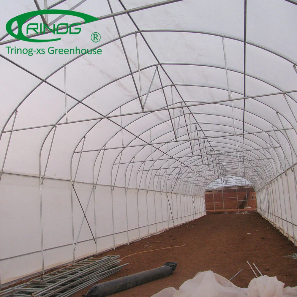 Large Size Single Span Film Greenhouse for Agriculture