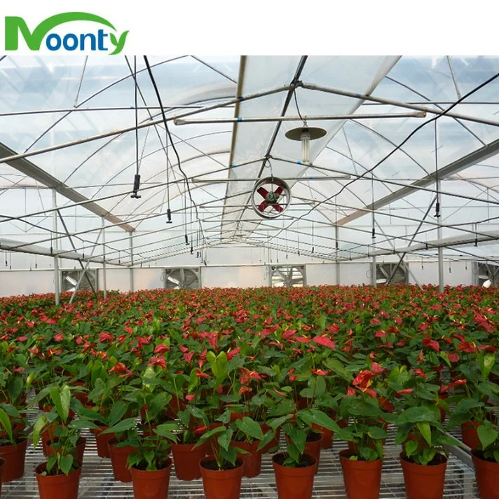 Best Greenhouse Covered with Polythylene Film for Agricultual/ Commercial Growing