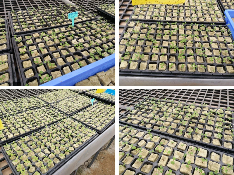 Greenhouse Sunshine Microgreen Rock Wool Planting Media