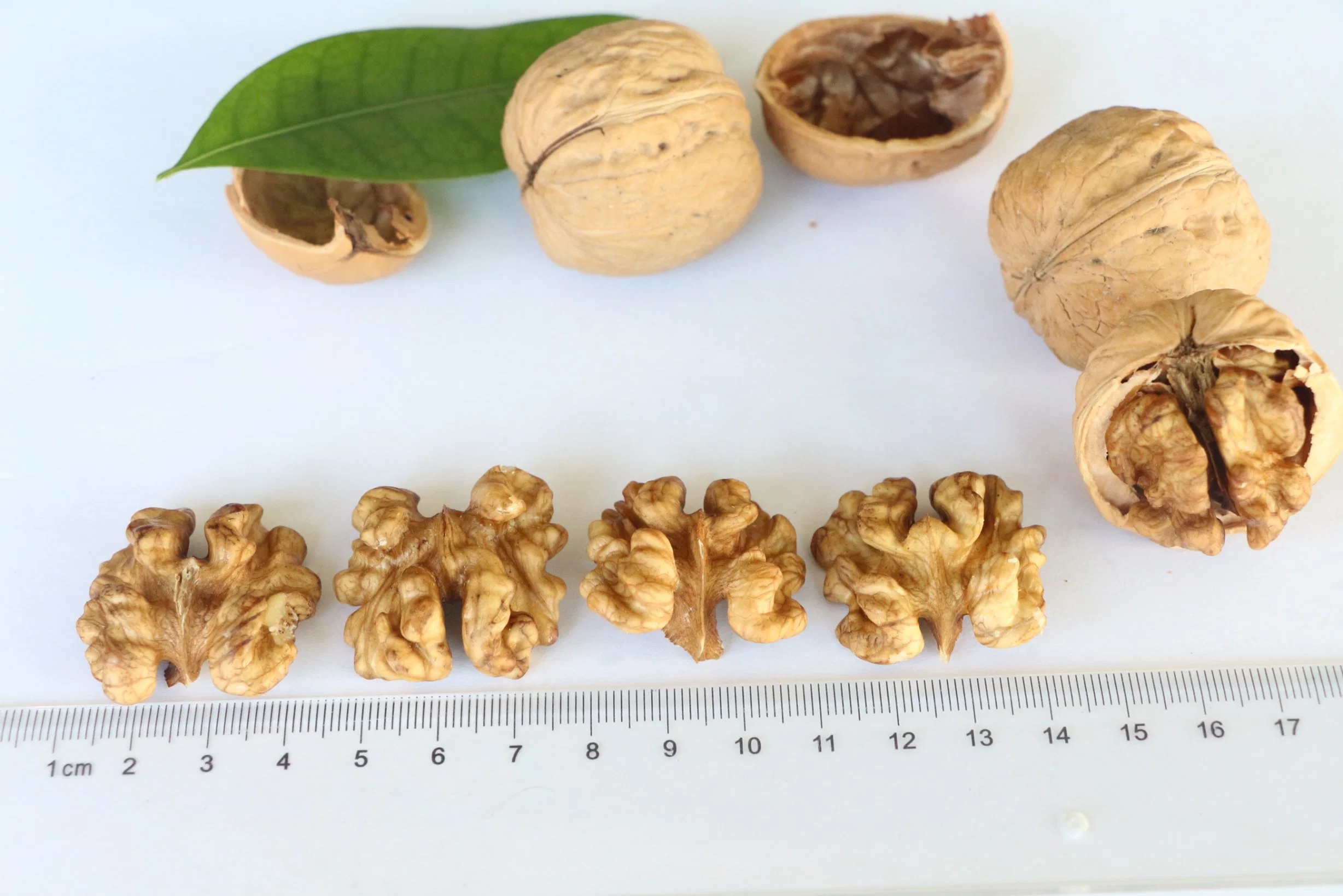 Las tuercas de orgánicos nueces frescas naturales sin cáscara de China Fabricante Precio al por mayor