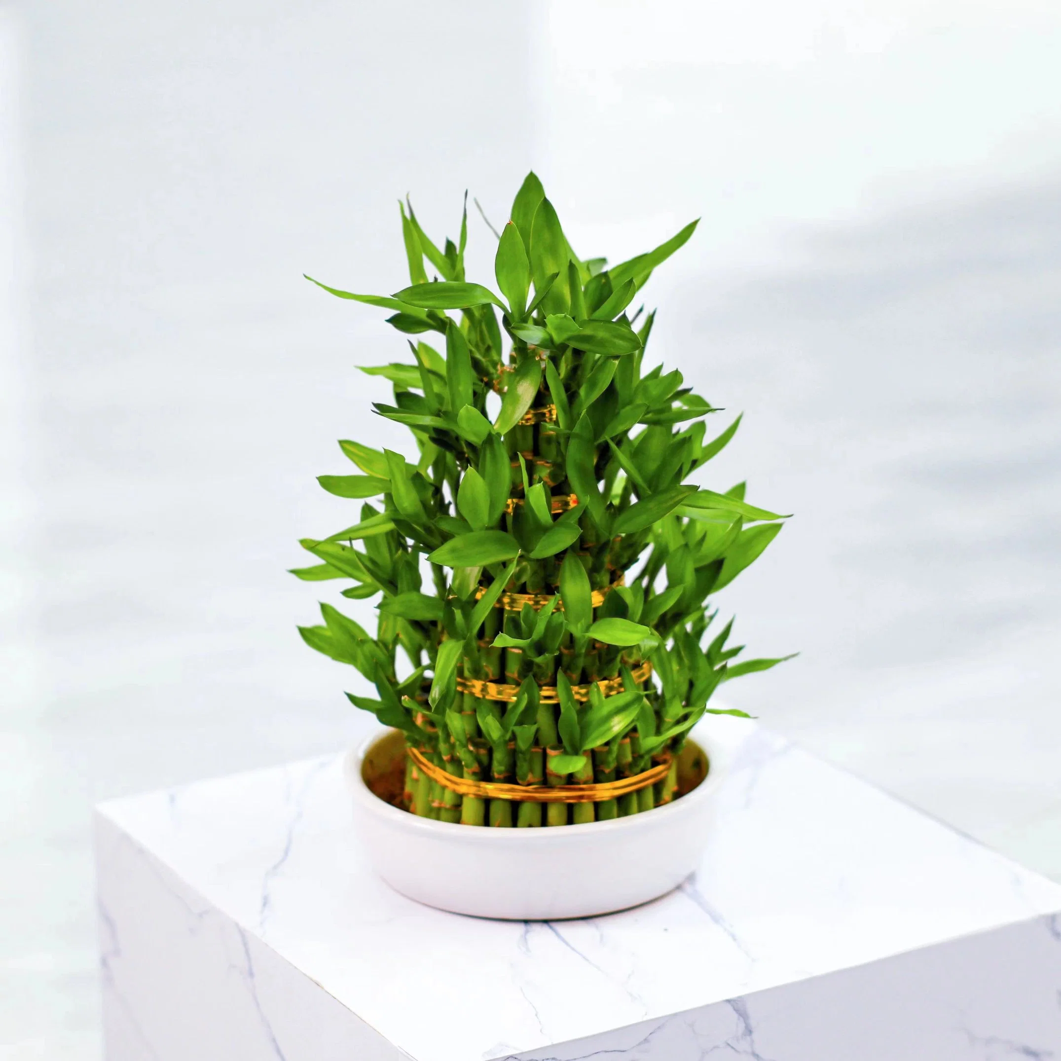 L5 Layers Tower Bamboo Bonsai Lucky Bamboo Home Decoration Wholesale