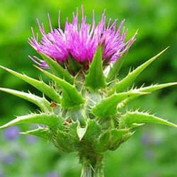 SGS Certified Natural Milk Thistle Extract for Curing Liver Diseases