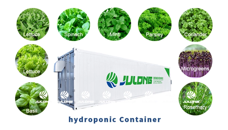 Smart 40FT Shipping Container Greenhouse with Hydroponic Systems for Lettuce