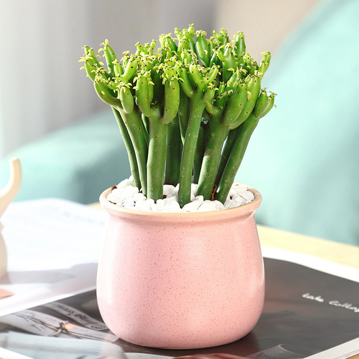 Euphorbia Tirucalli Cactus Succulent Planter for Indoor Decoration Cactus Extract Wholesale