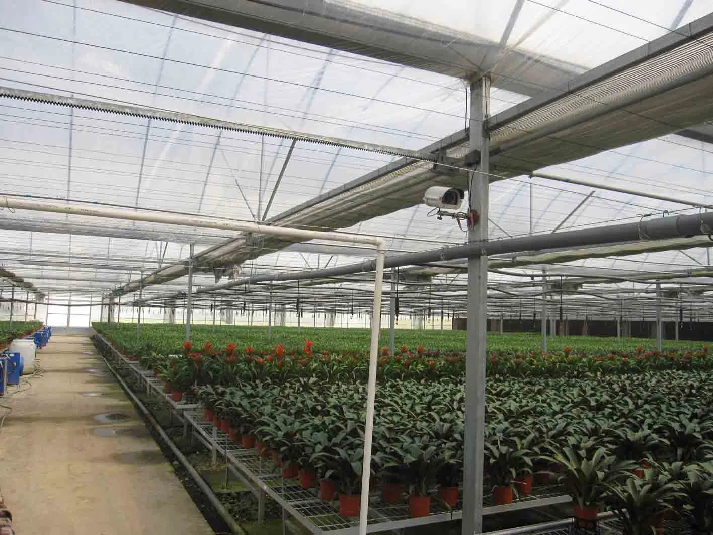 Procurement Festival Hot Sale Agricultural Plastic Garden Walk-in Greenhouse