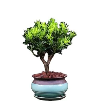 Natural Real High quality/High cost performance  Small Podocarpus Macrophyllus Bonsai of Black