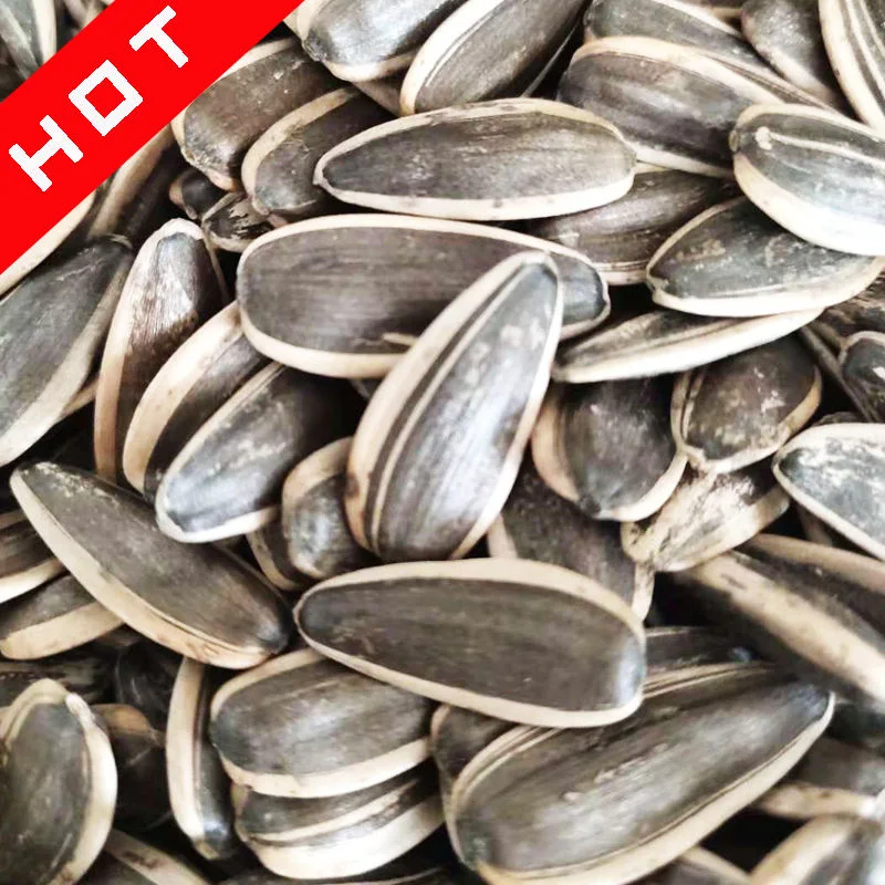 Chinese New Crop Natural Black Sunflower Seeds Available at Low Cost Price