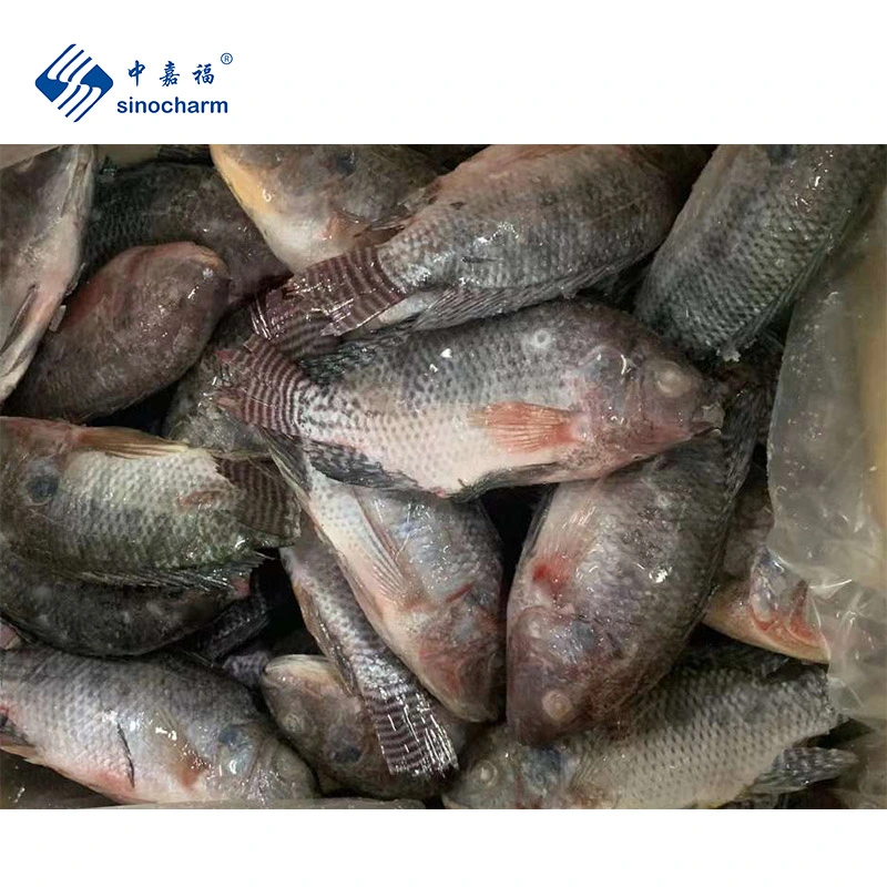 SinoCharm IQF Black Fish Supplier per kg заморожено Tilapia Whole Круглый