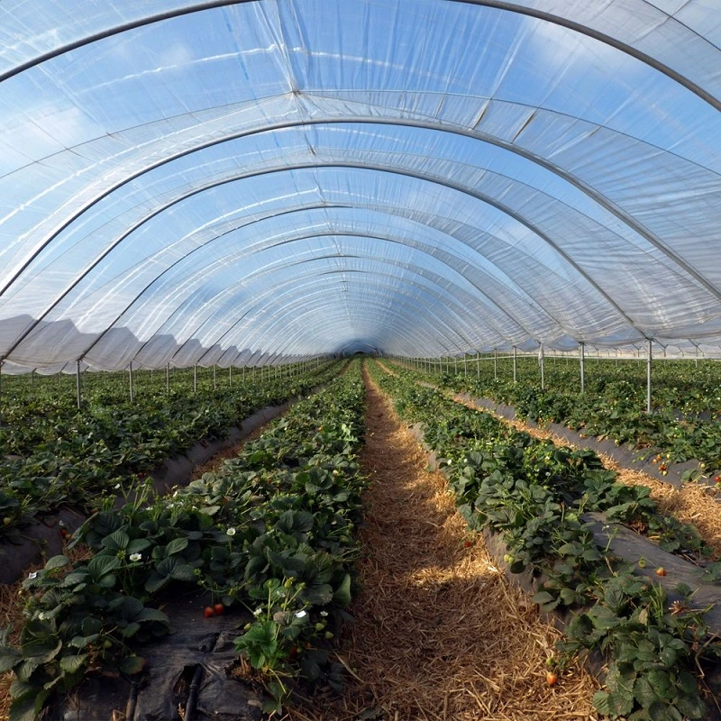 Arched Film Greenhouse with Hydroponic Ebb Flow Bench for Growing