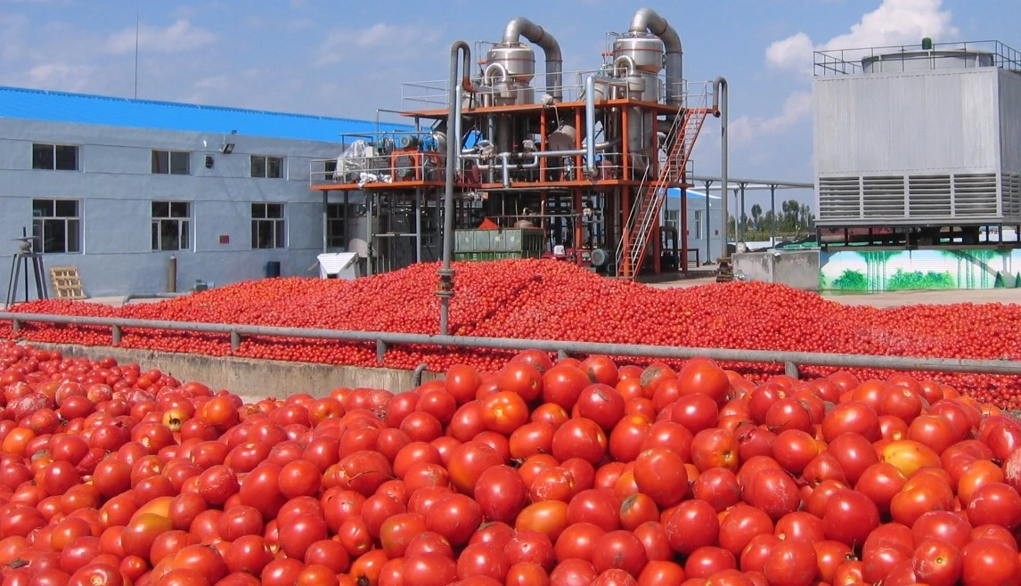 20TPH pasta de tomate conjunto completo de la línea de procesamiento