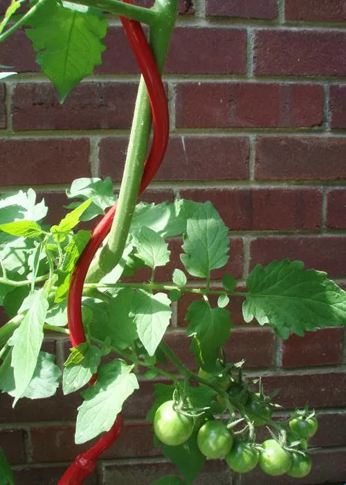 Galvanized Tomato Twist Spiral Plant Climbing Support Garden Stick