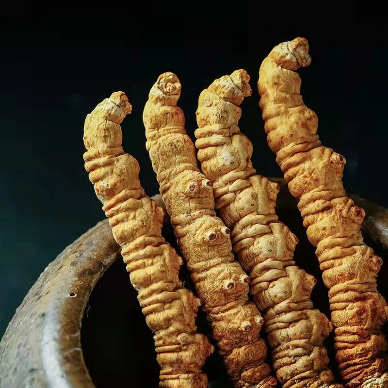 Dried dong chong xia cao organic Caterpillar Fungus cordyceps sinensis king